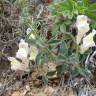 Fotografia 5 da espécie Antirrhinum graniticum do Jardim Botânico UTAD