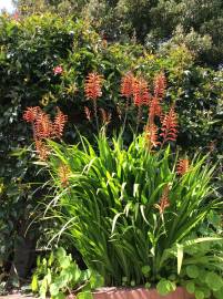 Fotografia da espécie Chasmanthe floribunda