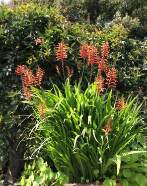 Fotografia 3 da espécie Chasmanthe floribunda no Jardim Botânico UTAD