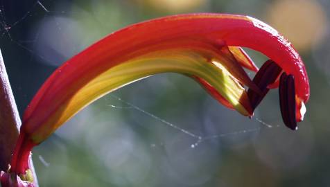 Fotografia da espécie Chasmanthe floribunda