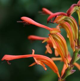 Fotografia da espécie Chasmanthe floribunda