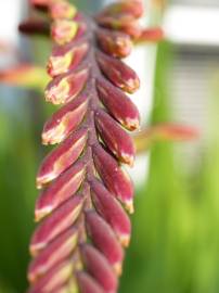 Fotografia da espécie Chasmanthe floribunda