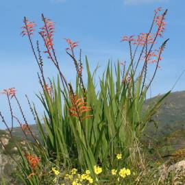 Fotografia da espécie Chasmanthe floribunda