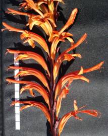 Fotografia da espécie Chasmanthe floribunda