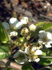 Fotografia da espécie Pyrus bourgaeana