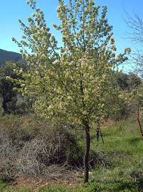 Fotografia da espécie Pyrus bourgaeana