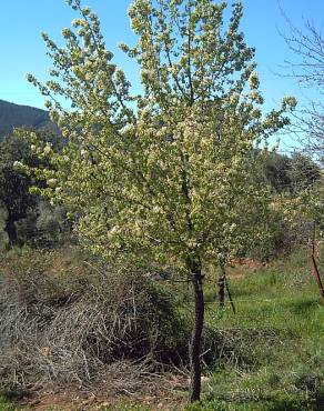 Fotografia 7 da espécie Pyrus bourgaeana no Jardim Botânico UTAD