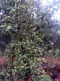 Fotografia da espécie Pyrus bourgaeana