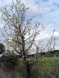 Fotografia da espécie Pyrus bourgaeana