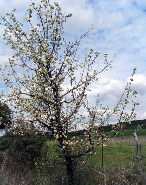 Fotografia 9 da espécie Pyrus bourgaeana no Jardim Botânico UTAD