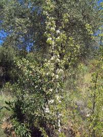 Fotografia da espécie Pyrus bourgaeana