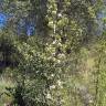 Fotografia 10 da espécie Pyrus bourgaeana do Jardim Botânico UTAD