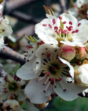 Fotografia 11 da espécie Pyrus bourgaeana no Jardim Botânico UTAD