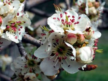 Fotografia da espécie Pyrus bourgaeana