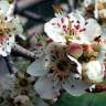 Fotografia 11 da espécie Pyrus bourgaeana do Jardim Botânico UTAD