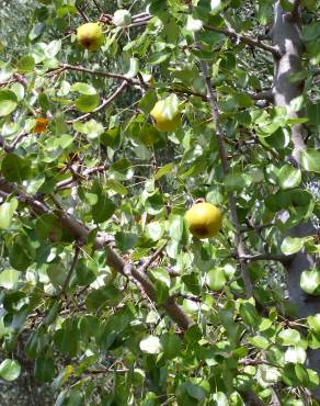 Fotografia 12 da espécie Pyrus bourgaeana no Jardim Botânico UTAD