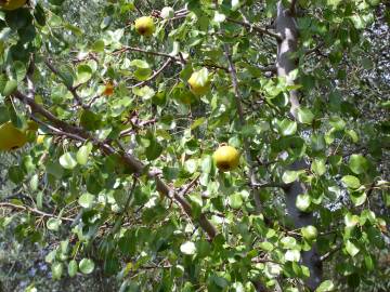 Fotografia da espécie Pyrus bourgaeana