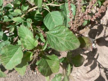 Fotografia da espécie Amaranthus blitum subesp. blitum