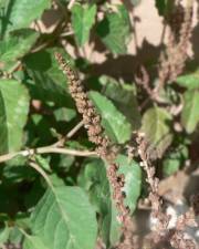 Fotografia da espécie Amaranthus blitum