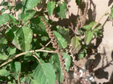 Fotografia da espécie Amaranthus blitum subesp. blitum