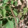 Fotografia 1 da espécie Amaranthus blitum subesp. blitum do Jardim Botânico UTAD