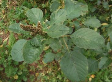 Fotografia da espécie Amaranthus blitum subesp. blitum