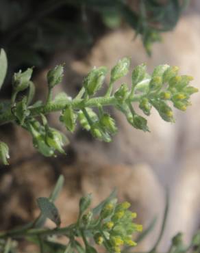 Fotografia 3 da espécie Alyssum granatense no Jardim Botânico UTAD