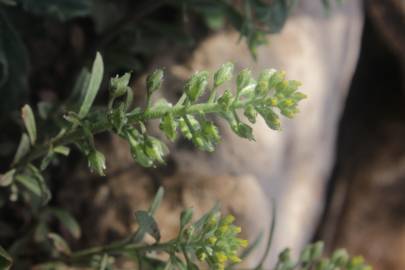 Fotografia da espécie Alyssum granatense