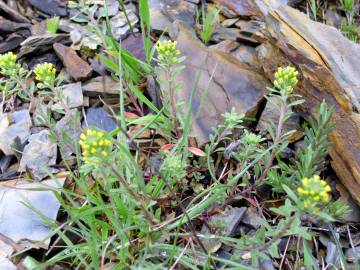 Fotografia da espécie Alyssum granatense