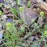 Fotografia 4 da espécie Alyssum granatense do Jardim Botânico UTAD