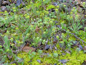 Fotografia da espécie Alyssum granatense