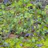 Fotografia 5 da espécie Alyssum granatense do Jardim Botânico UTAD