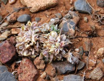 Fotografia da espécie Alyssum minutum