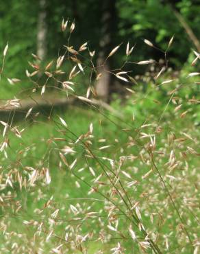 Fotografia 1 da espécie Avenella flexuosa no Jardim Botânico UTAD