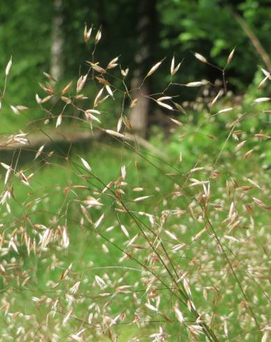 Fotografia de capa Avenella flexuosa - do Jardim Botânico