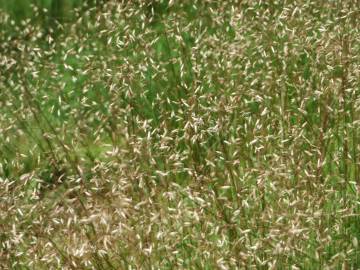 Fotografia da espécie Avenella flexuosa