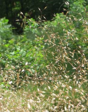 Fotografia 3 da espécie Avenella flexuosa no Jardim Botânico UTAD