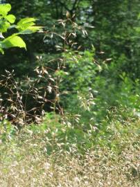 Fotografia da espécie Avenella flexuosa