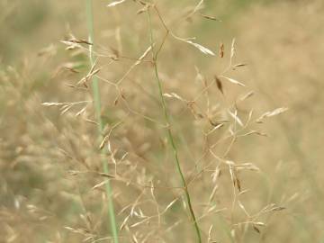 Fotografia da espécie Avenella flexuosa