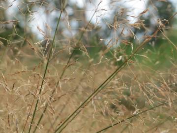 Fotografia da espécie Avenella flexuosa