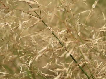 Fotografia da espécie Avenella flexuosa