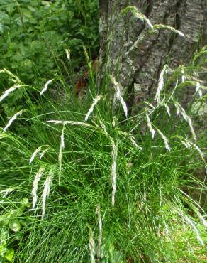 Fotografia 13 da espécie Avenella flexuosa no Jardim Botânico UTAD