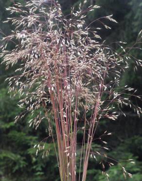 Fotografia 16 da espécie Avenella flexuosa no Jardim Botânico UTAD