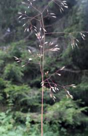 Fotografia da espécie Avenella flexuosa