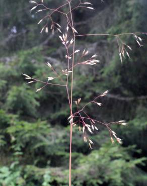 Fotografia 18 da espécie Avenella flexuosa no Jardim Botânico UTAD