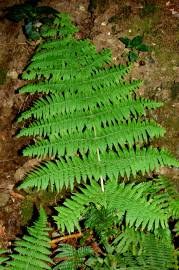 Fotografia da espécie Dryopteris guanchica