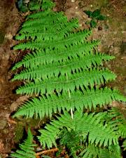 Fotografia da espécie Dryopteris guanchica