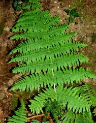 Dryopteris guanchica