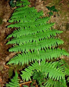 Fotografia 1 da espécie Dryopteris guanchica no Jardim Botânico UTAD