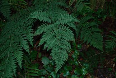 Fotografia da espécie Dryopteris guanchica